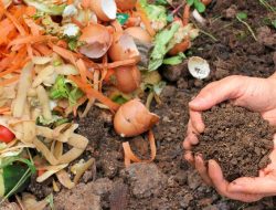 Lestarikan Lingkungan dengan Memanfaatkan Limbah Dapur Organik Sebagai Pupuk Kompos