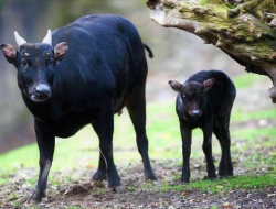 6 Hal Menarik Anoa, Hewan Endemik Sulawesi yang Perlu Diketahui