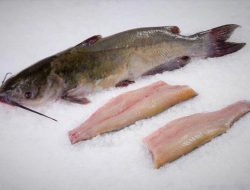 6 Manfaat Ikan Manyung Bagi Kesehatan yang Jarang Diketahui