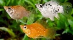 Ikan molly Ikan molly
