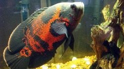 Ikan oscar Ikan oscar