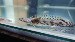 Ikan palmas Ikan palmas