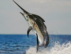 Mengenal Ikan Black Marlin Berdasarkan Karakteristik