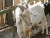 Mengenal Kambing Saanen, Mulai dari Ciri dan Cara Ternaknya