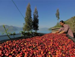 Mengenal Kopi Arabika Gayo yang Cita Rasanya Mendunia