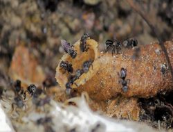 Mengenal Lebah Trigona, Jinak dan Punya Banyak Potensi