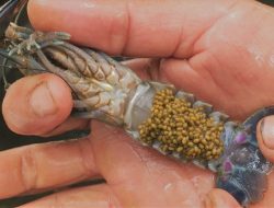 Teknik Pemijahan dan Penetasan Lobster Air Tawar Agar Hasilkan Anakan Sehat