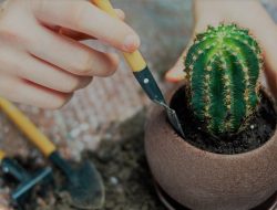 5 Tips Merawat Kaktus agar Dapat Bertahan Lama