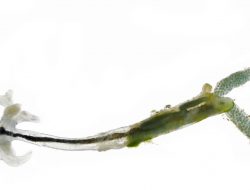 Cacing Jangkar, Parasit yang Berkembang di Bawah Kulit Ikan