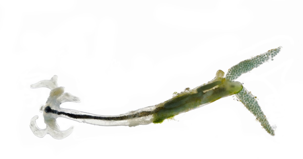 Parasit Cacing Jangkar (Larnea cyprinacea dan Larnea Arcuata)