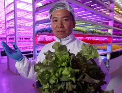 Atasi Kelangkaan Makanan, Perusahaan di Hong Kong Terapkan Pertanian Vertikal Berteknologi Tinggi