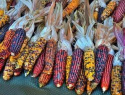 Jagung Pelangi, Si Cantik yang Kaya Nutrisi