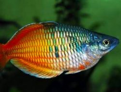 Tubuhnya Berubah Warna Jadi Lebih Cerah Ketika Mood Bahagia, Ikan Jenis Apa?