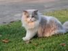 Pentas Kucing: Merebut Gelar Terbaik