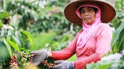 Tingkatkan Produksi Kopi Dalam Negeri, BUMN Luncurkan PMO Kopi Nusantara
