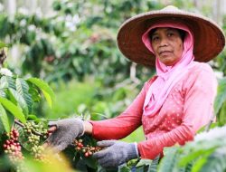 Tingkatkan Produksi Kopi Dalam Negeri, BUMN Luncurkan PMO Kopi Nusantara