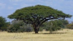 Camelthorn