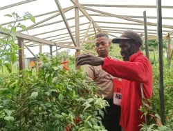 Ikut Program Binaan, Pria Asal Timika Ini Sukses Jadi Petani Cabai