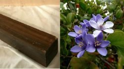 Lignum Vitae
