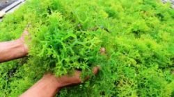 Rumput laut Rumput laut