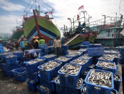 Hasil Tangkapan Ikan di Probolinggo Turun 40 Persen, Ketua HNPP Jelaskan Penyebabnya