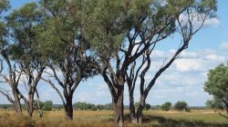 gidgee