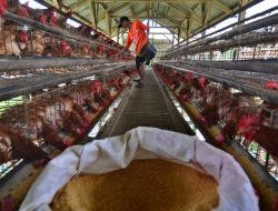 Harga Telur Naik, Peternak: Efek Naiknya Harga Ayam Afkir