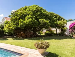 Pohon Peneduh Ini Cocok Untuk Menambah Nuansa Estetik di Taman Rumah
