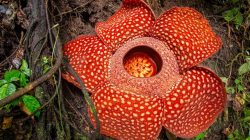 Daftar Bunga Paling Langka di Dunia, Dua Diantaranya Ada di Indonesia Lho