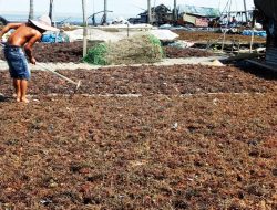 Gubernur Kaltara: KMP Dorong Kaltara Jadi Eksportir Rumput Laut