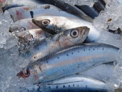 Kurangi Pencemaran Lingkungan, Manfaatkan 4 Bagian Tubuh Ikan yang Sering Dibuang