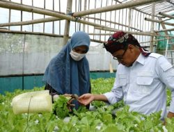 Terapkan Pertanian Organik, Yeni: Cuma Modal 300 Ribu Bisa Berkembang Pesat