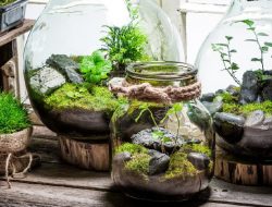 Intip 5 Tanaman Cantik yang Paling Cocok untuk Terrarium