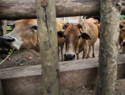 Cegah PMK Meluas, Hewan Ternak yang Masuk Bantul Wajib Isolasi 14 Hari