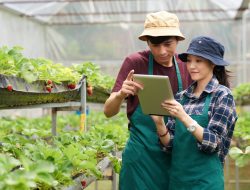 Jadi Petani Sukses di Usia Muda, Kenapa Tidak? Ini yang Harus Dilakukan