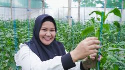 Wanita Ini Sukses Bertani Paprika, Hasilkan Omzet Lebih dari 50 Juta Per Bulan