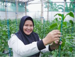 Wanita Ini Sukses Bertani Paprika, Hasilkan Omzet Lebih dari 50 Juta Per Bulan