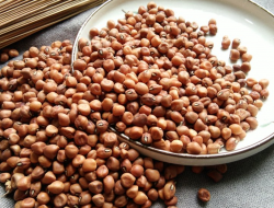 Mengenal Kacang Tolo, Potensi Alternatif Pengganti Kedelai di Indonesia