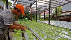 Cerita Pemuda Asal Nunukan yang Sukses Bertani Selada Hidroponik