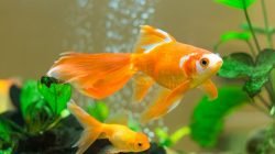 Jangan Sampai Kamu Tidak Tahu Ikan Hiasmu Sedang Sakit! Kenali Ciri-Cirinya