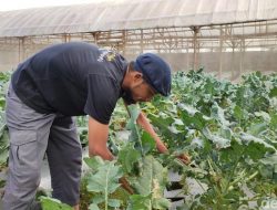 Harga Sayuran di Lembang Naik, Petani Mengaku Gembira Sekaligus Was-Was