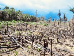 Langkah Kecil Meredam Laju Deforestasi