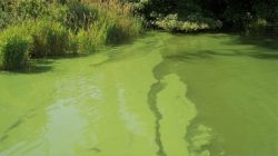 5 Penyebab Blooming Algae di Perairan Sungai