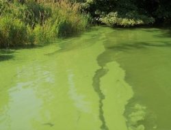 5 Penyebab Blooming Algae di Perairan Sungai