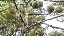 Begini Trik Budidaya Durian Duri Hitam Agar Panen Melimpah