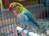 10 Jenis Burung Labet dan Cara Membuatnya Berkicau Panjang
