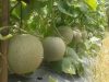 Raup Cuan dari Melon Madu yang Dibudidaya di Lahan Sawah, Begini Langkah-langkahnya