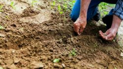 4 Keunggulan dan Manfaat Penting Tanah Aluvial dalam Dunia Pertanian