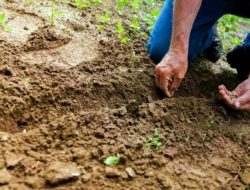 4 Keunggulan dan Manfaat Penting Tanah Aluvial dalam Dunia Pertanian