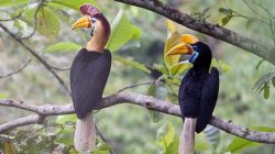 Sederet Fakta Unik Burung Rangkong, Hewan Setia yang Terancam Punah